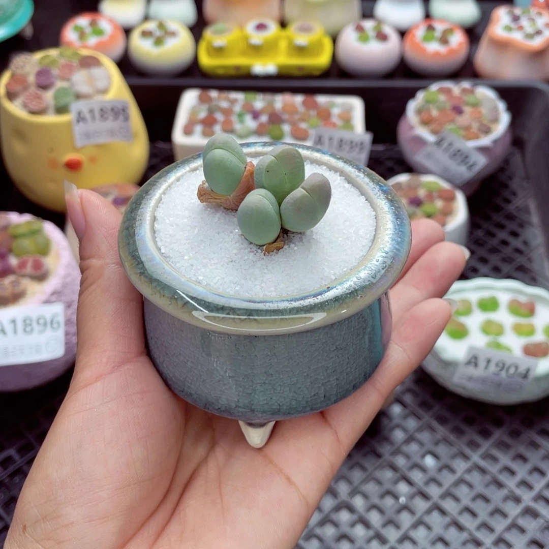 w1907 带盆土发货一物一拍