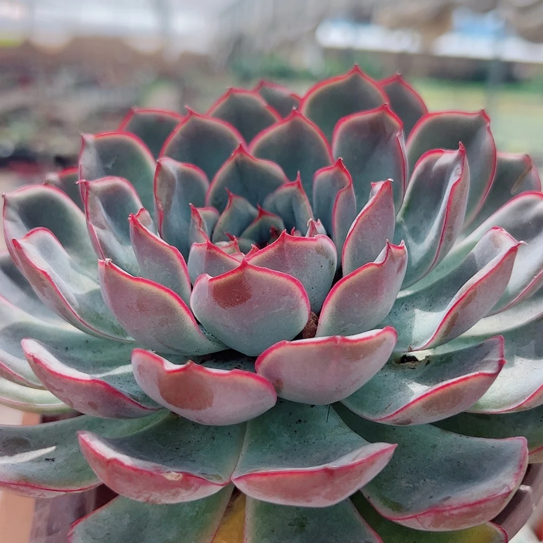 猎户座大单头精品