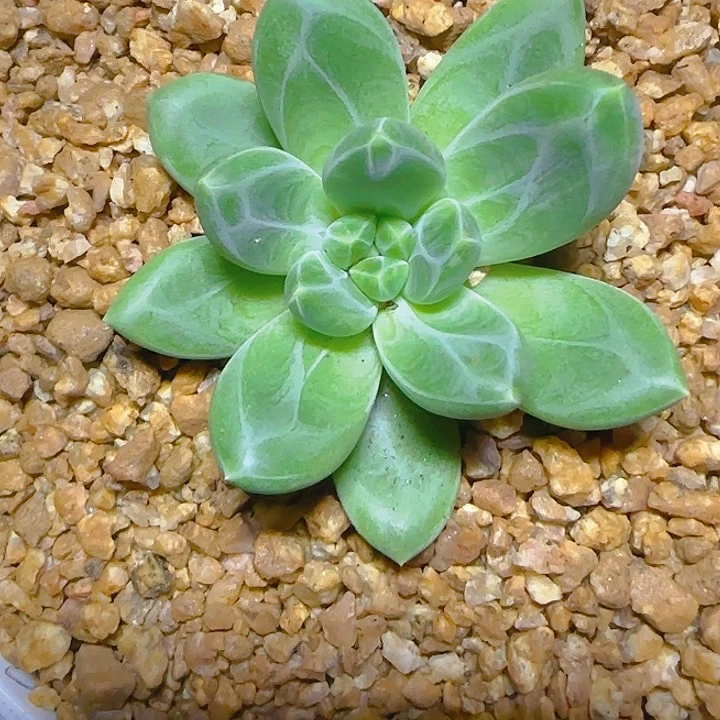 美人1879多肉植物