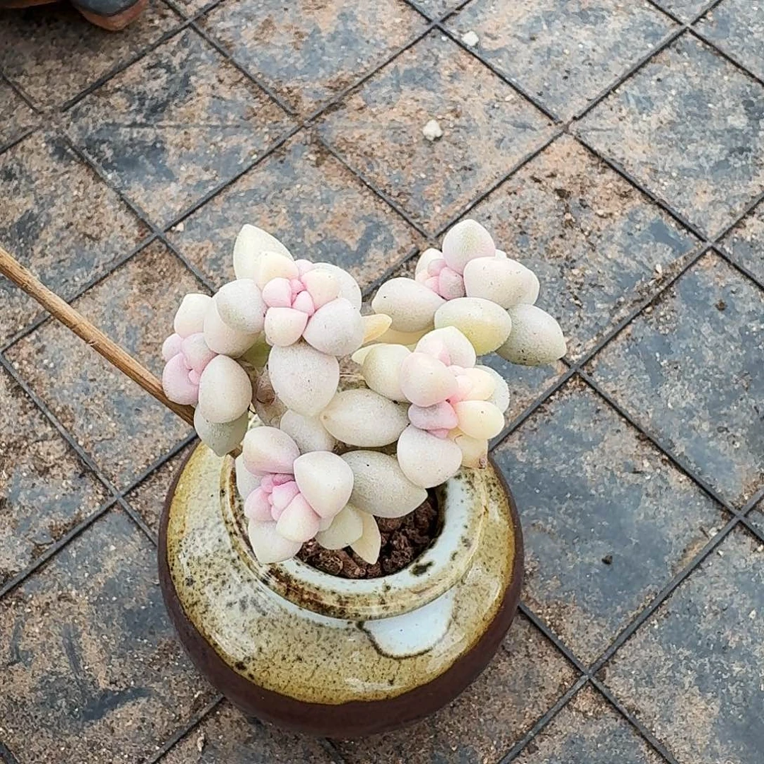 多肉姬秋丽锦，微瑕