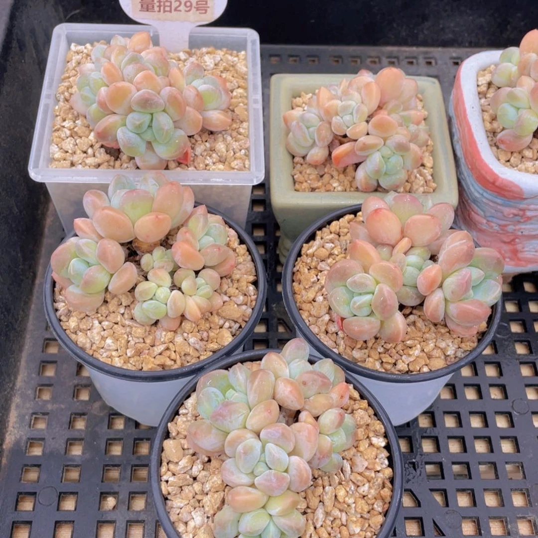 量拍29号 丽芙美人群生老桩一个