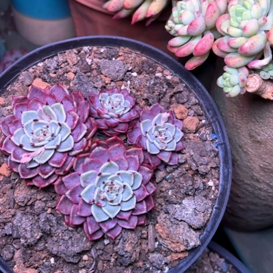 汤****号多肉植物的植物