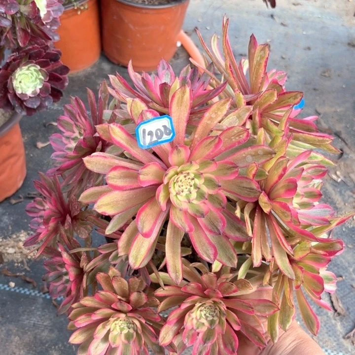 粉初恋丛林朵1200