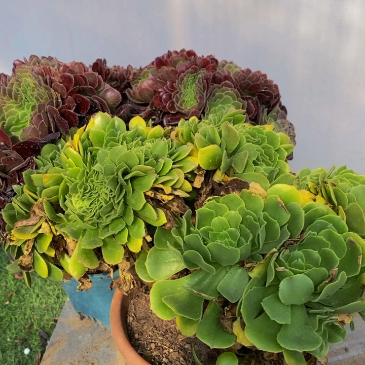 118绿玫瑰加欧紫一组多肉植物