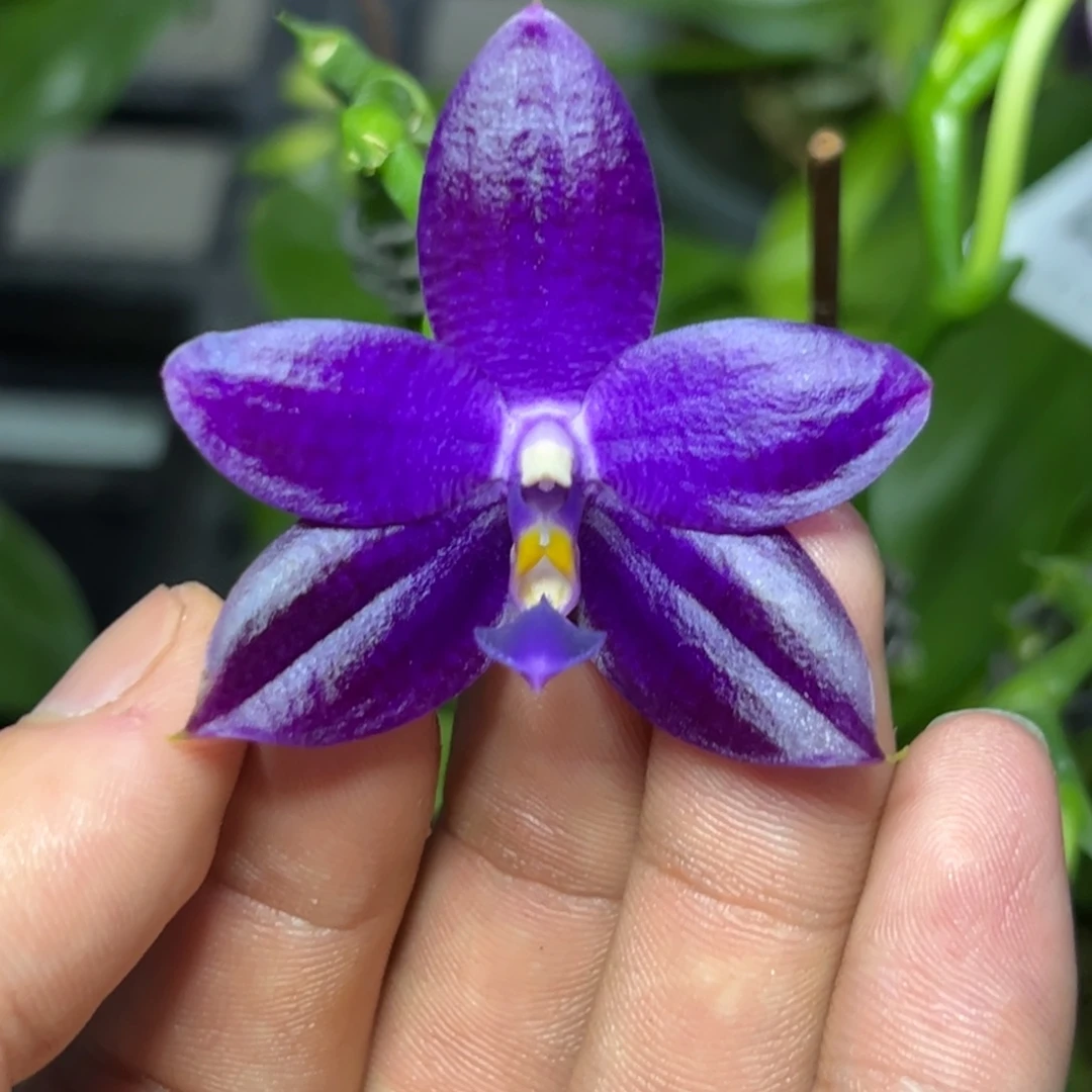 完全开放l097三寸ys1230