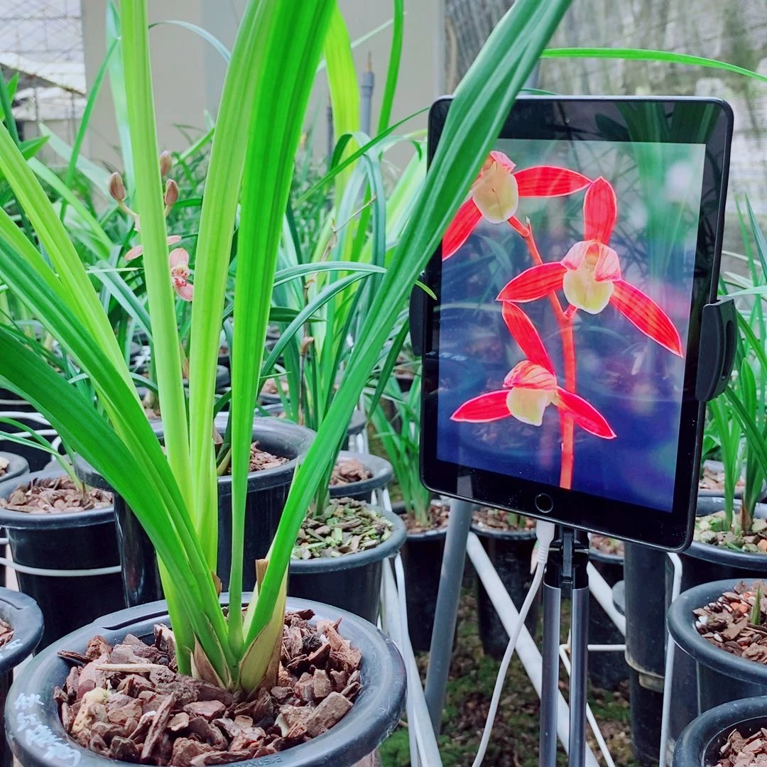 当前无花栽培后可以开花