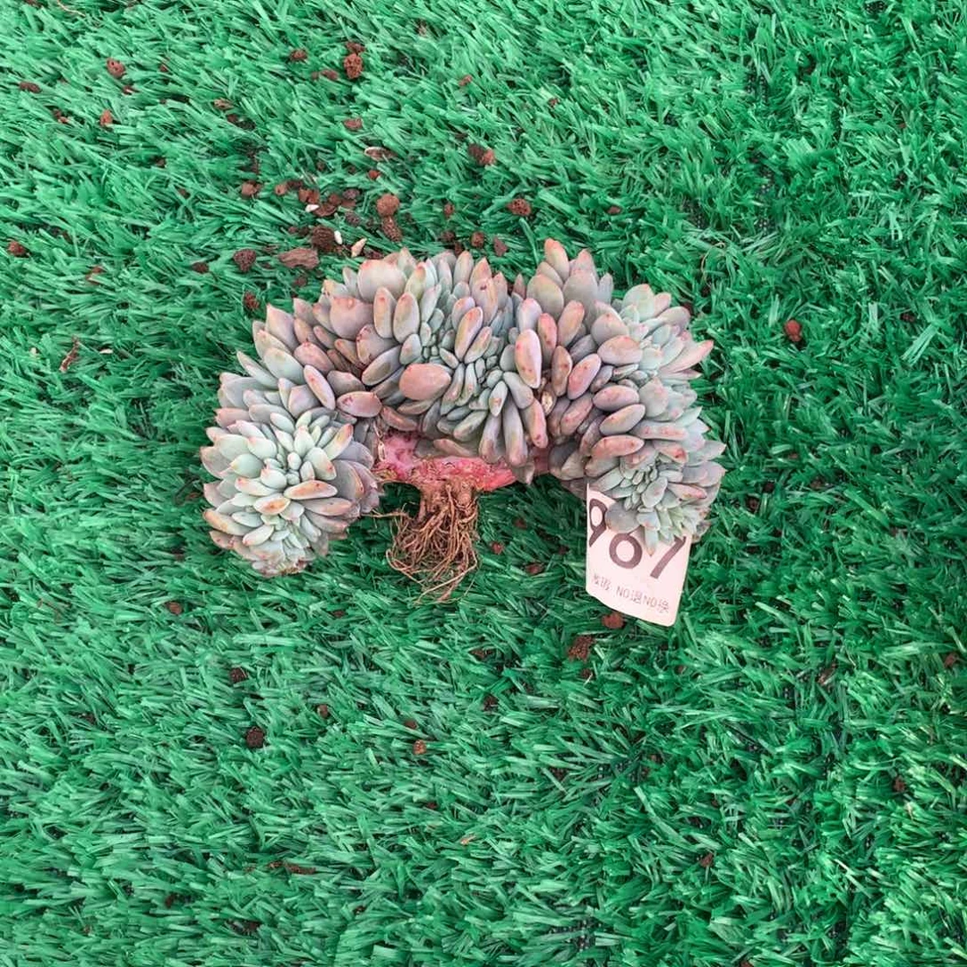 967橙子缀多肉植物