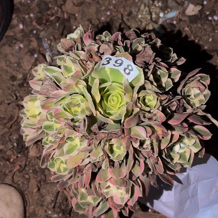 398妖月多肉植物不售后