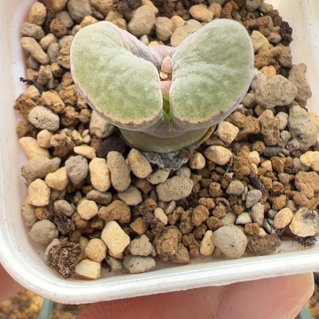 756 好看的多肉冲冲冲