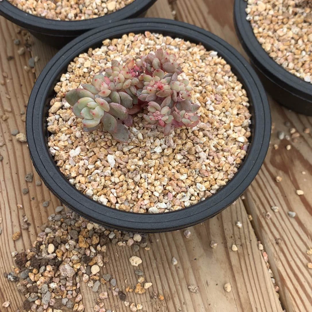 甜*心甜心橙子寄养多肉