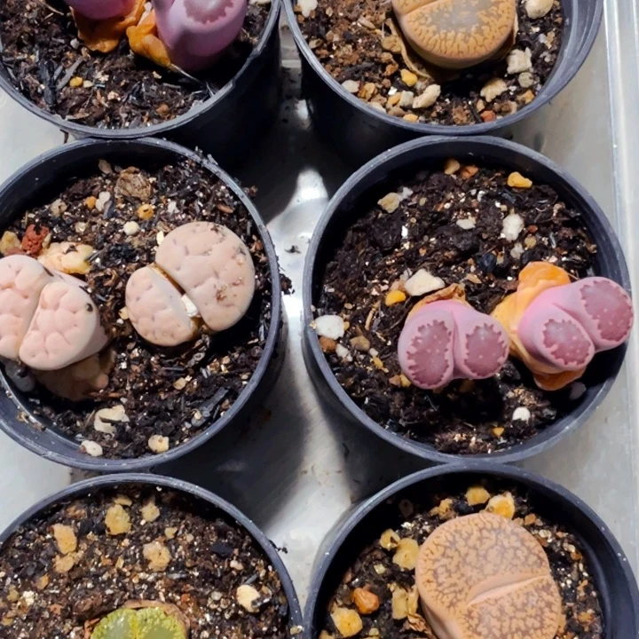 528母本带盆l l l l l l l l l l