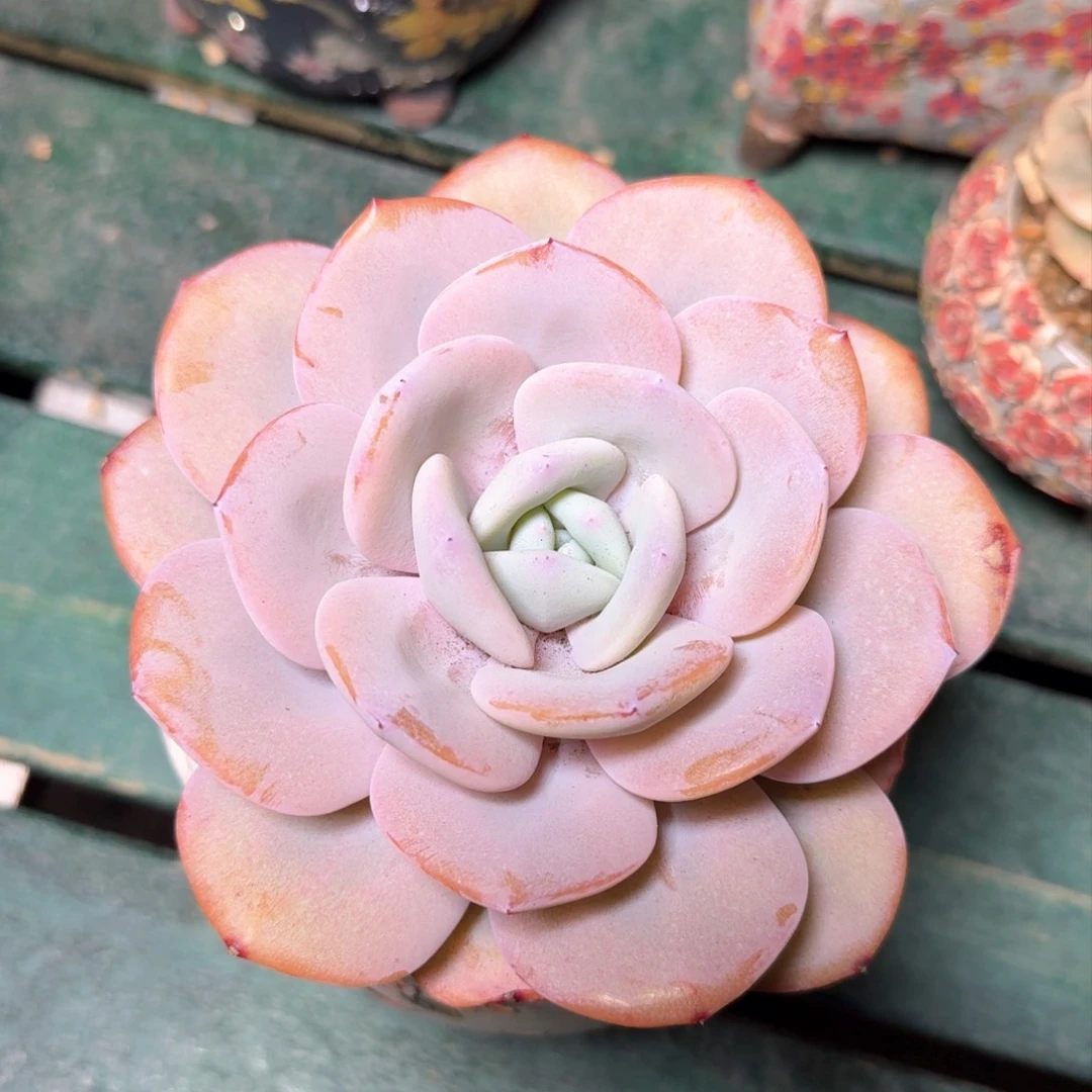 奶茶一物一拍拍下不退不换