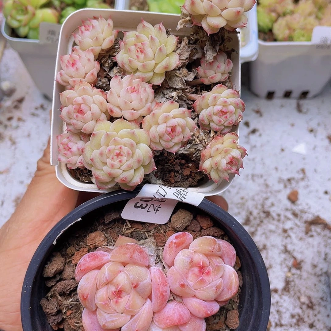 00000000000000003量拍