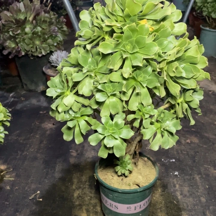 8香馥多肉多肉植物多肉