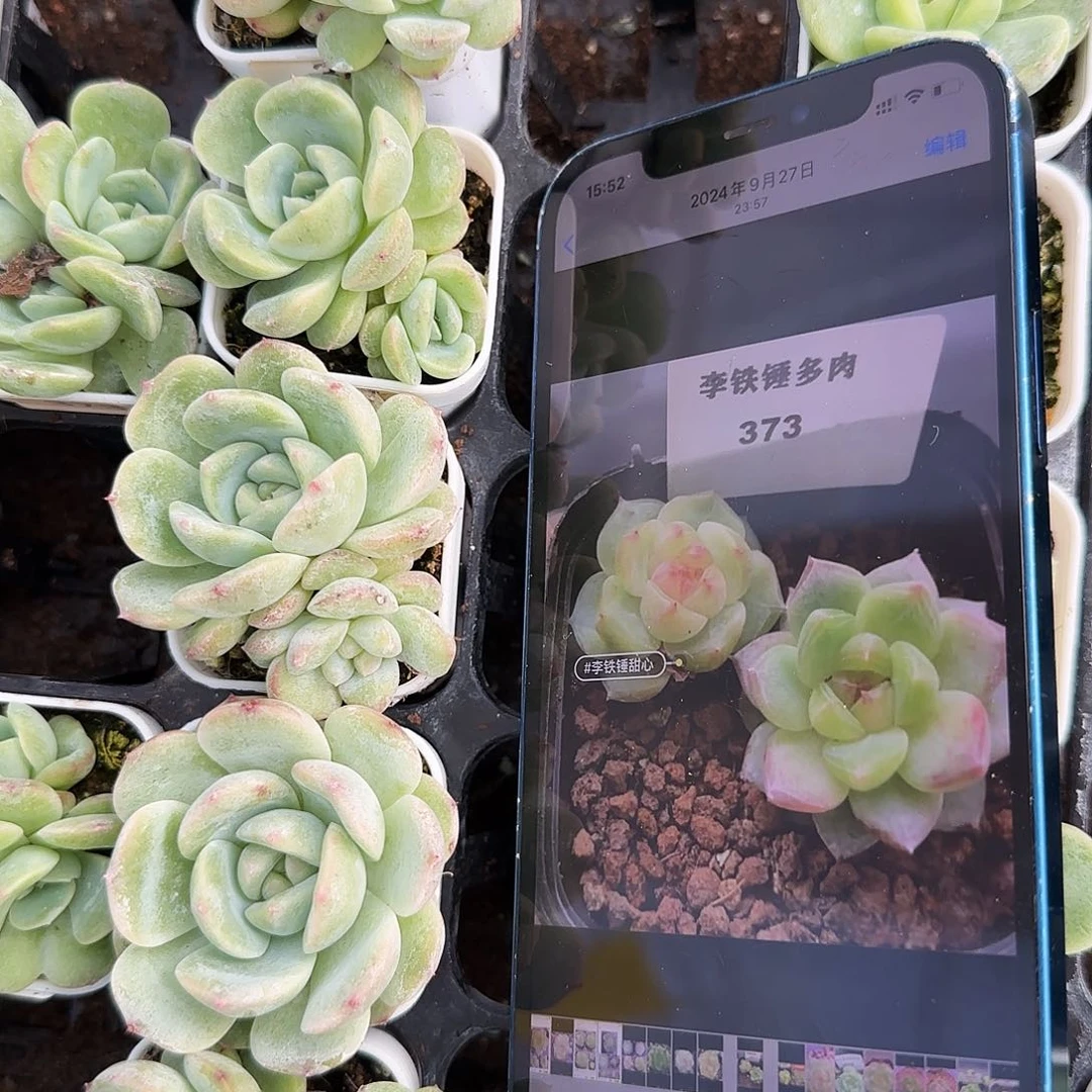 373 甜心中盆6号床一个满25包邮