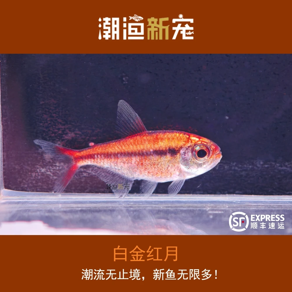 白金红月热带小型观赏灯鱼顺丰包邮包损小鱼儿