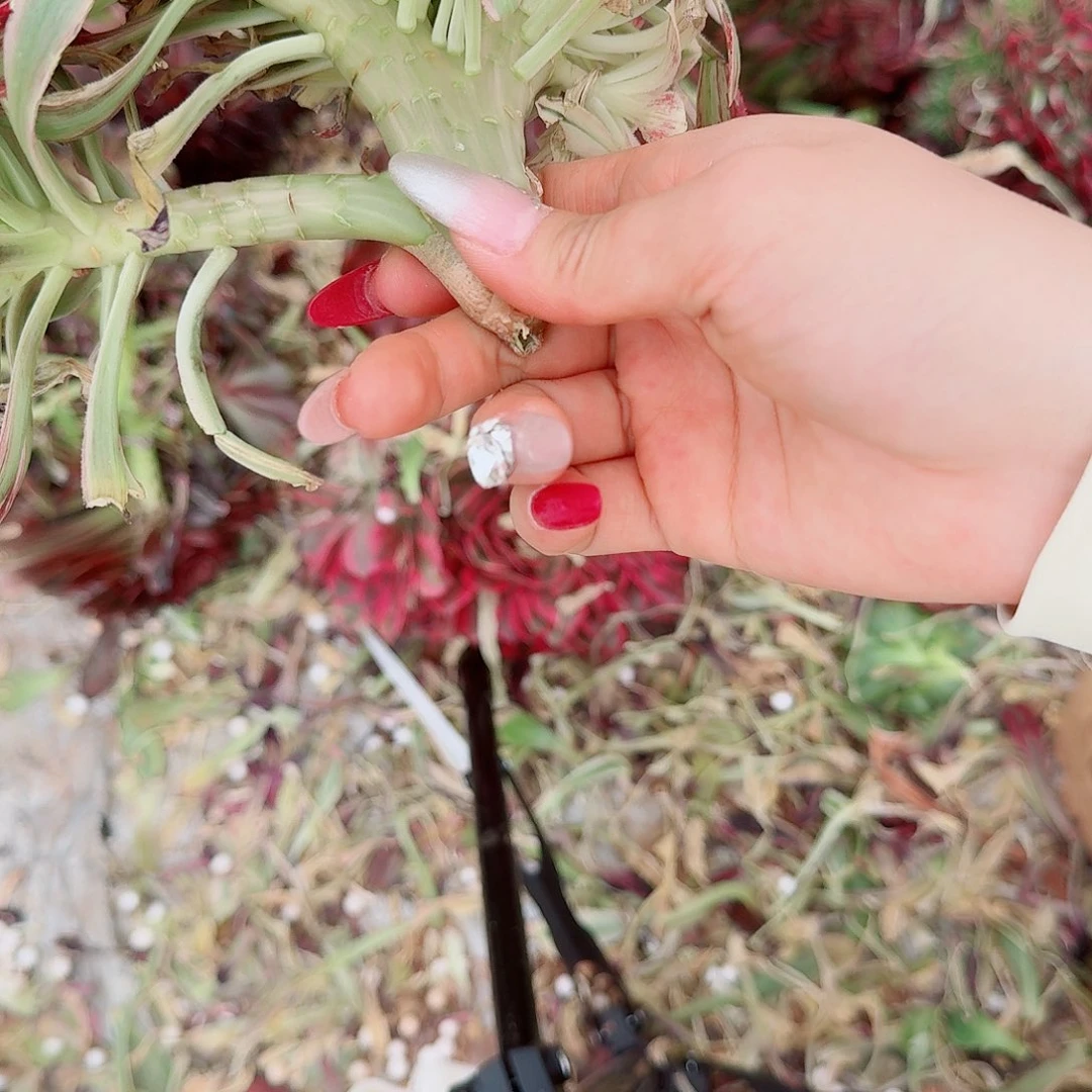432 缀化无根不包侧枝