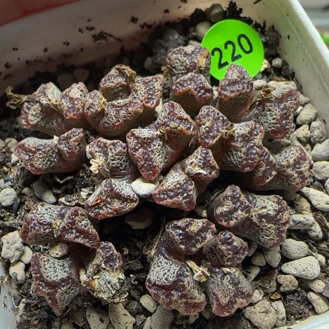漂漂亮亮多肉植物220