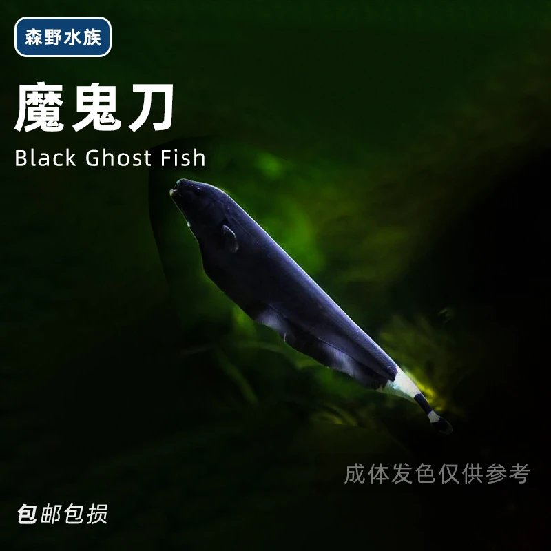 魔鬼刀鱼活体黑羽毛刀线翎光背电鳗鱼淡水电鳗鱼热带鱼观赏鱼包邮