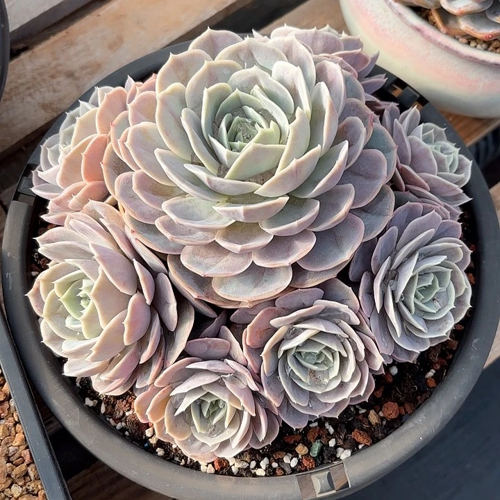 多肉植物，蓝色惊喜