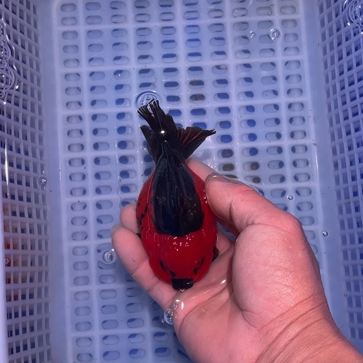 龙睛金鱼渔场直销玛丽金鱼