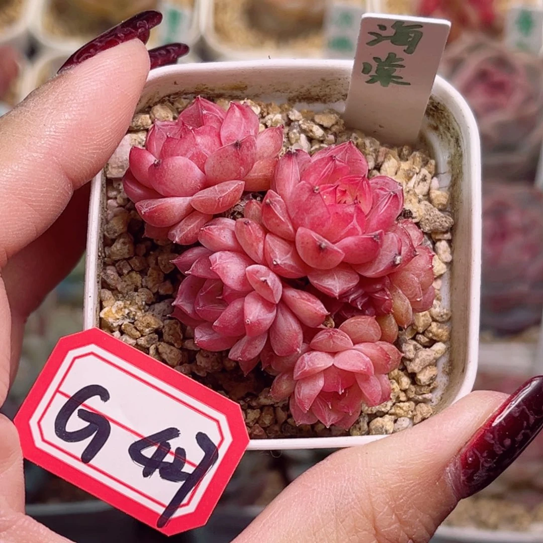 眠*G427一物一拍 海棠