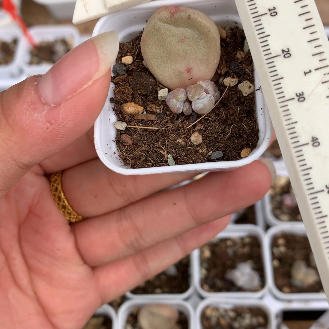 韩国黄油油煎不凑满28发一片叶片到付