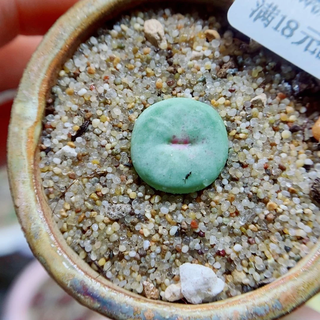 生石花花花花花126