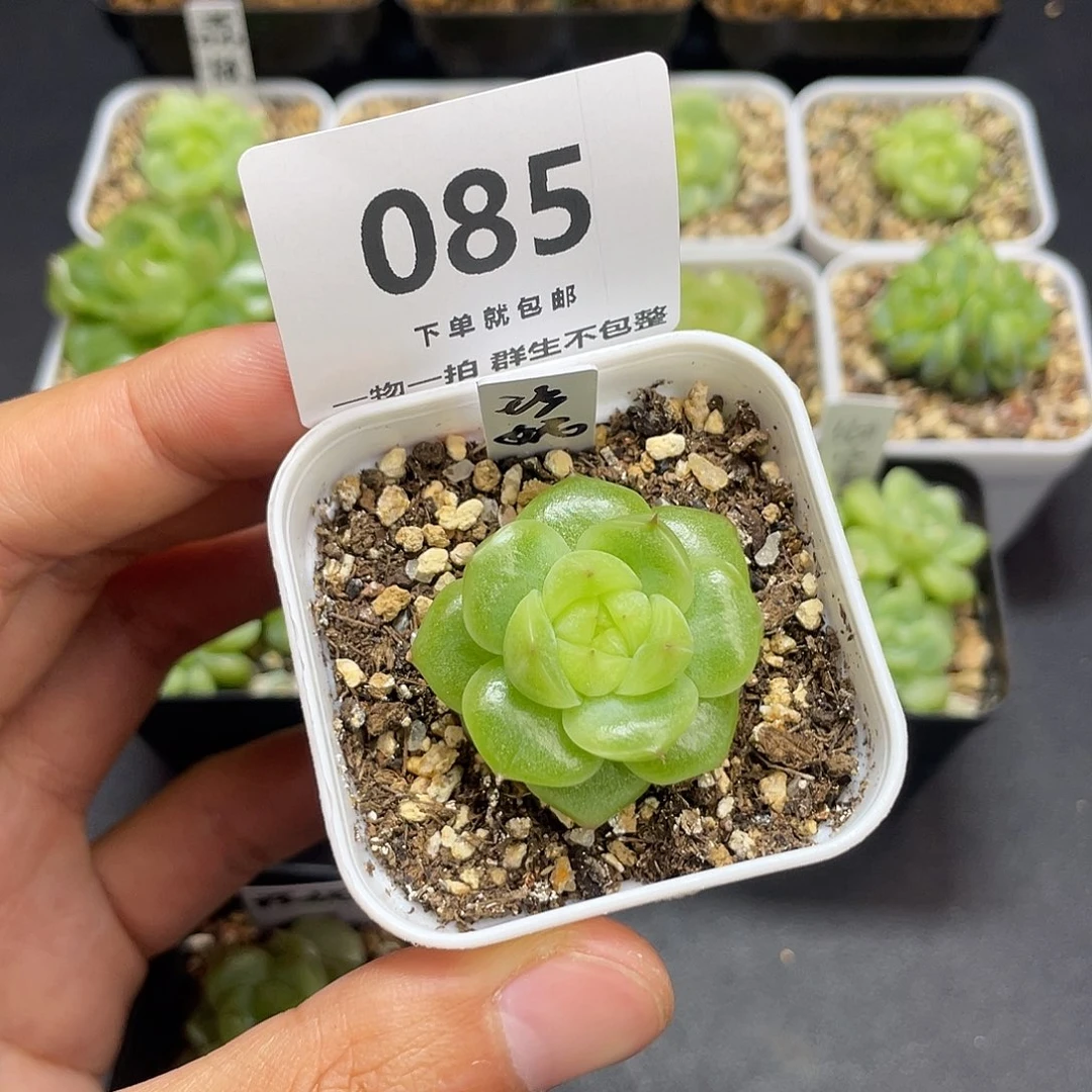 珍妮一物一拍085