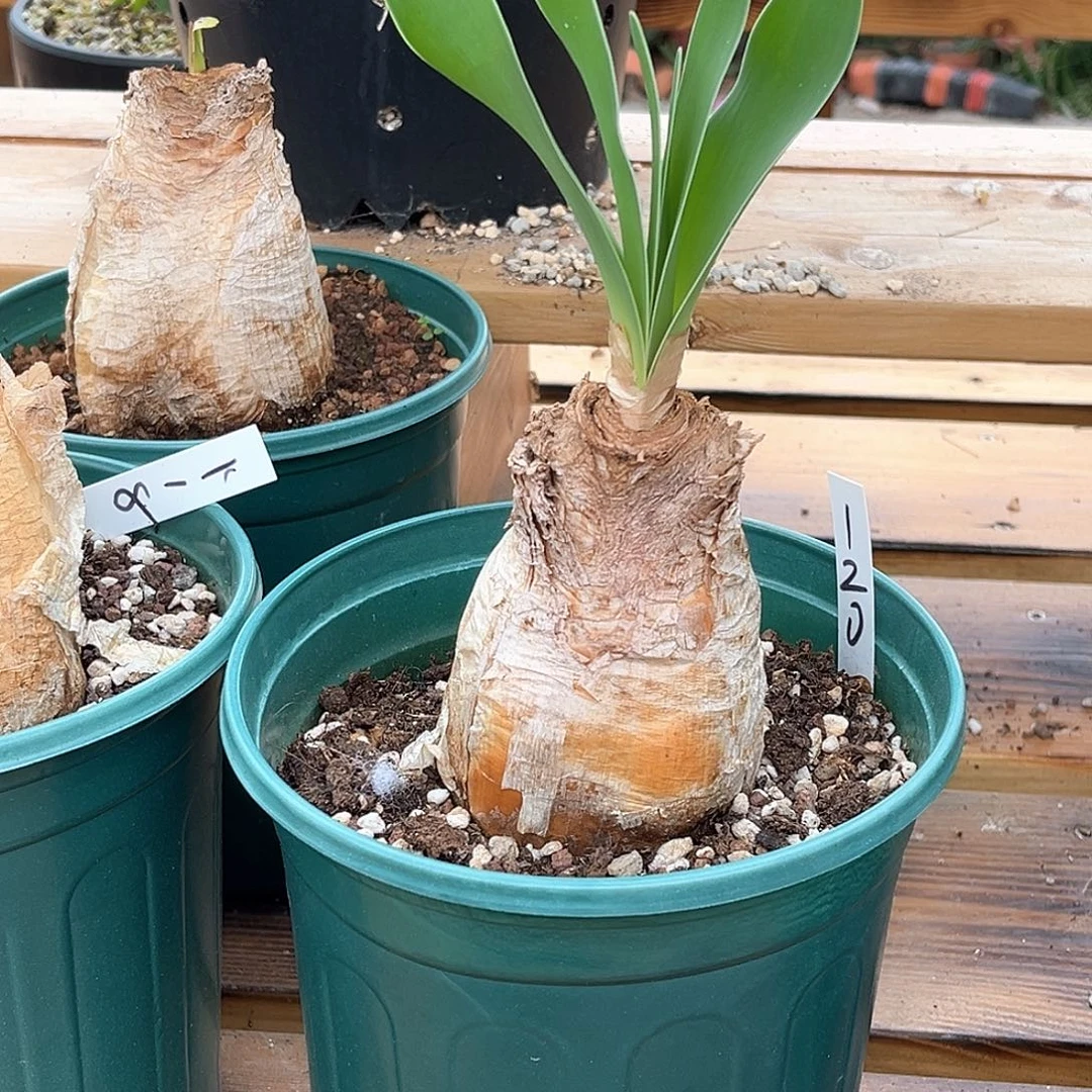 潮流植物巨凤之卵，养定