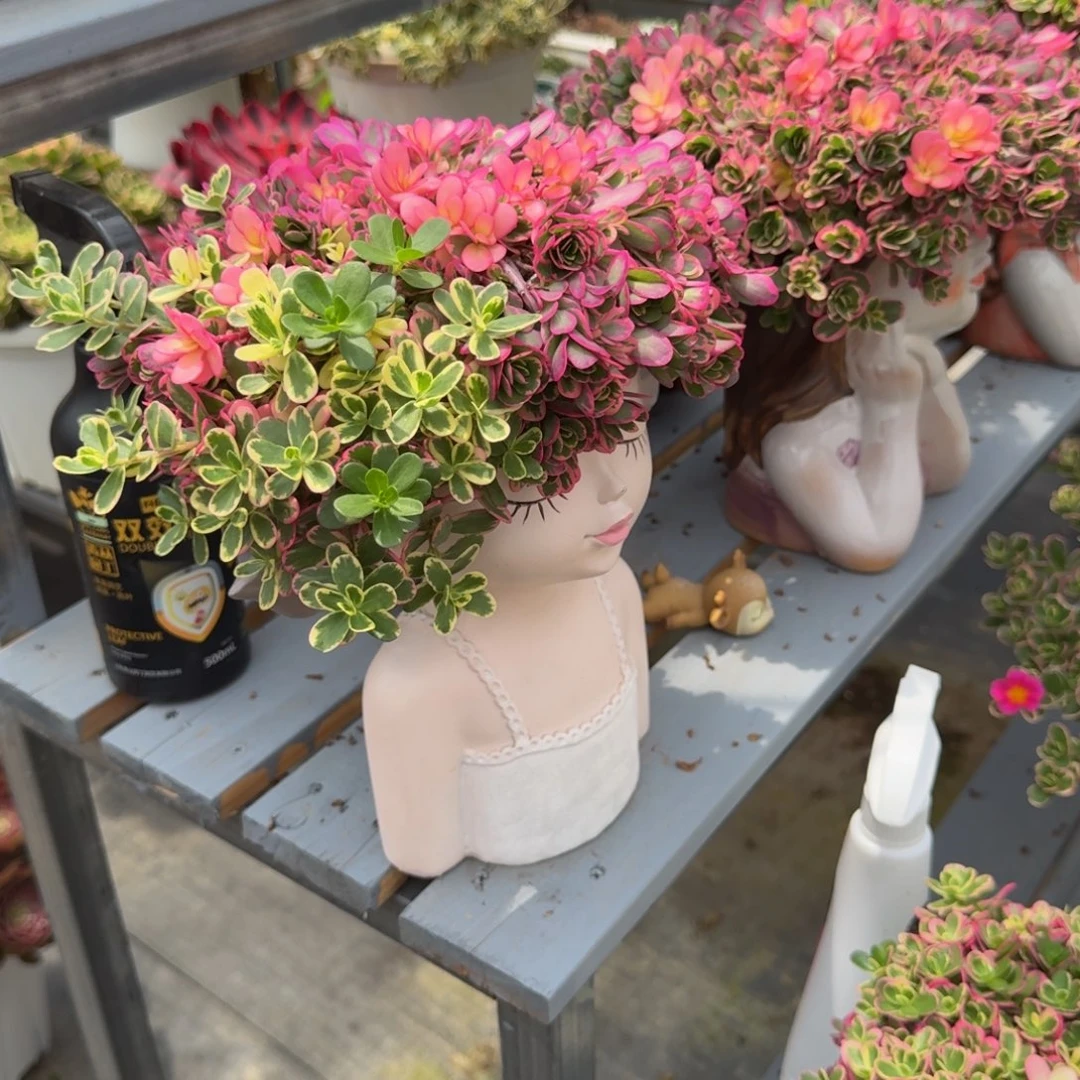 花***错多肉植物太阳花锦福袋