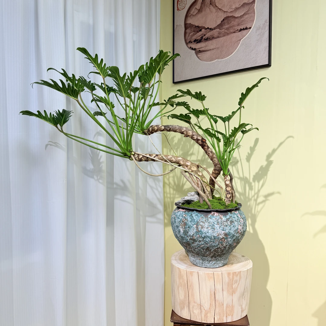 禅意飘枝意境款老桩龙鳞小天使室内盆景，懒人之花，突显家居设计感