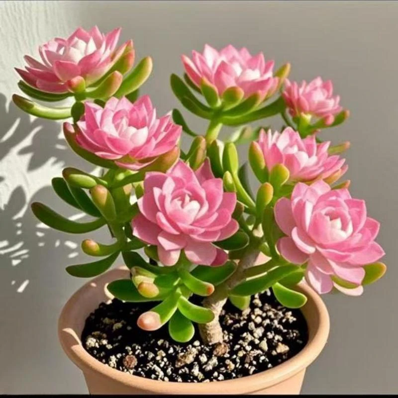 【新品种】紫月寒重瓣多肉浓香型种球盆栽室外耐寒热花卉绿植好养护