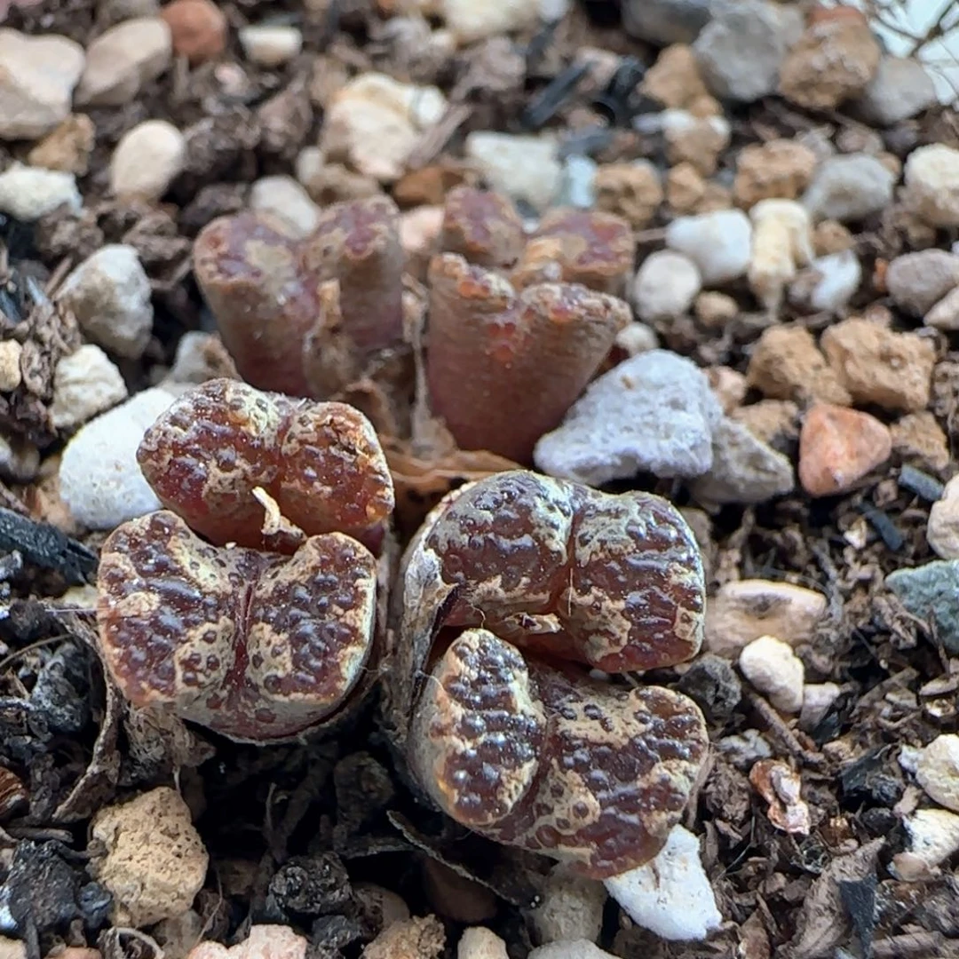 1384/7头超蝶勋章/