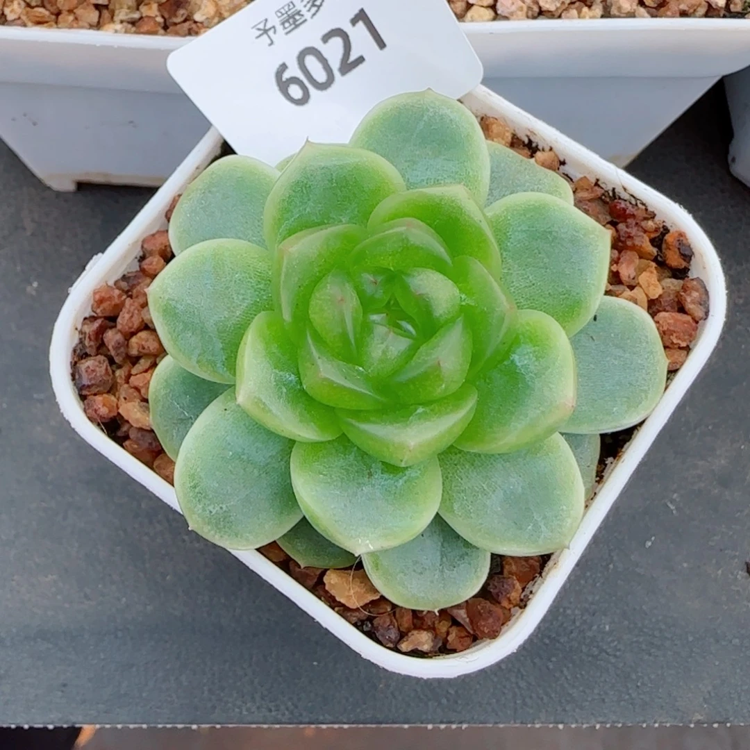 财富密码x7 ，6021多肉植物