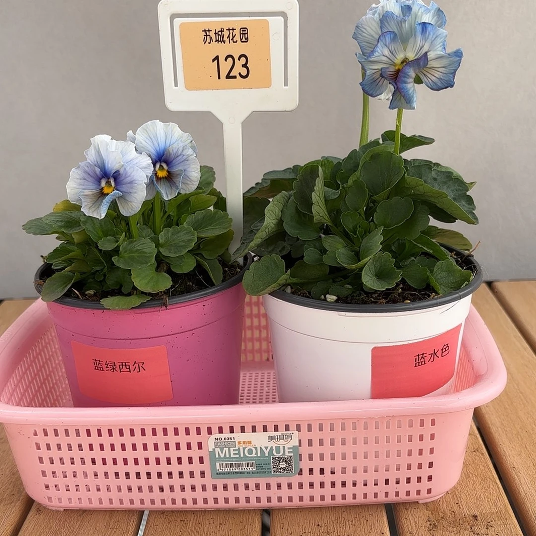 大部分开放少量花苞123