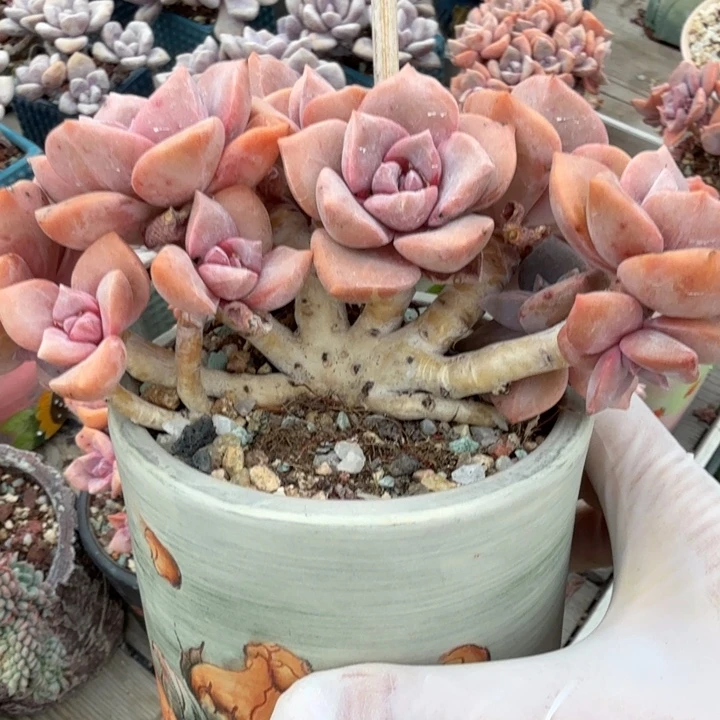 彩红糖朵朵树精品包邮