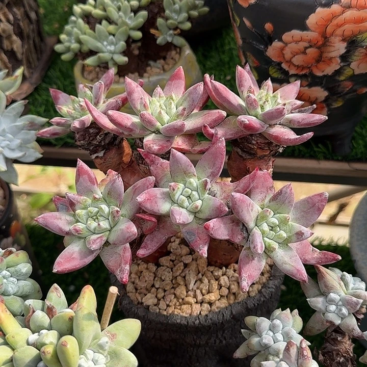 帕翠莎杂雪山仙女杯老庄