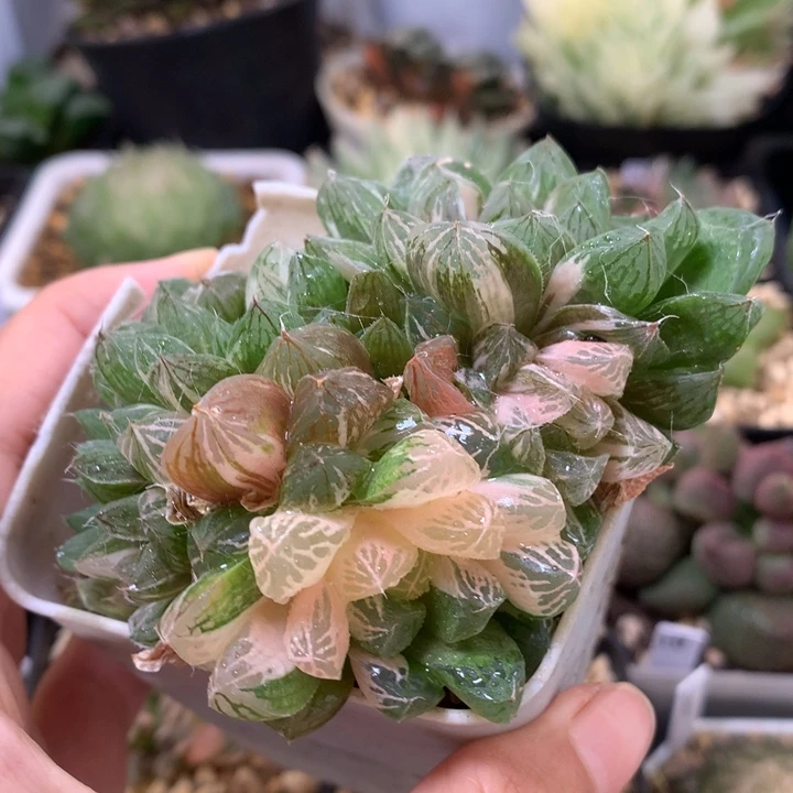 苏州玉露锦带盆土发货