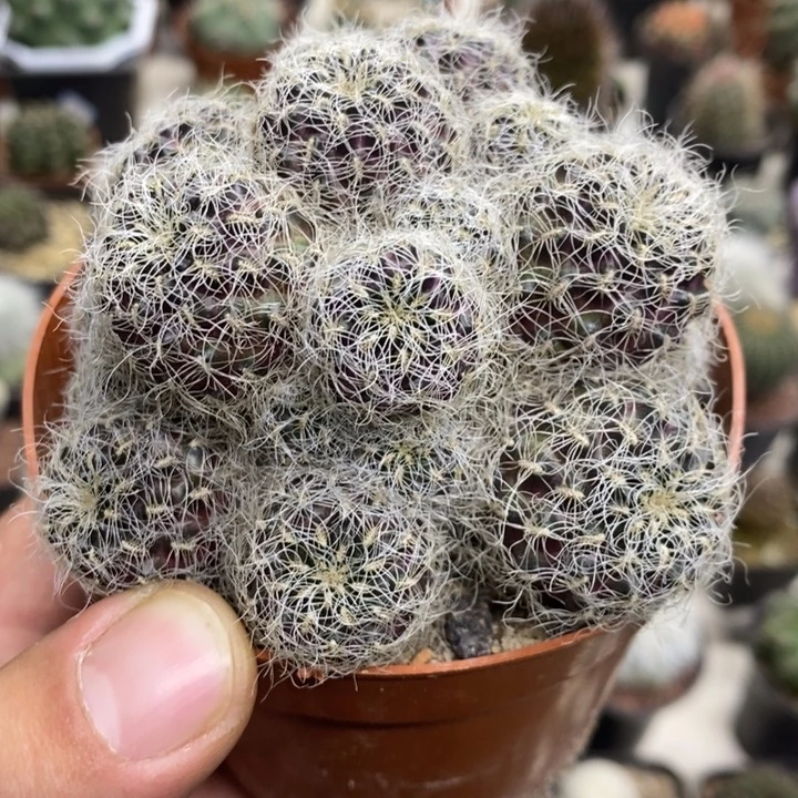 圣丽丝群特价福利