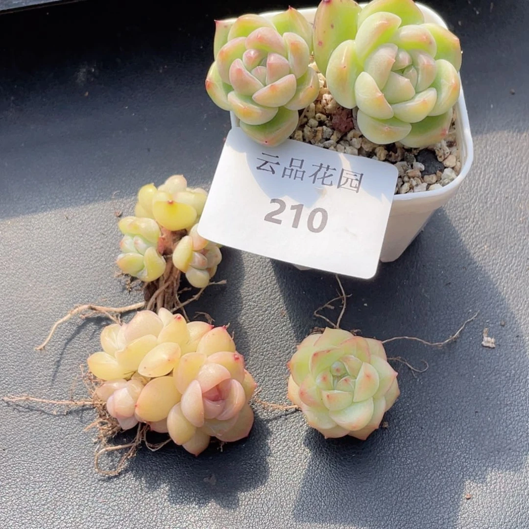 ?****…210号糖心冰心珍妮4