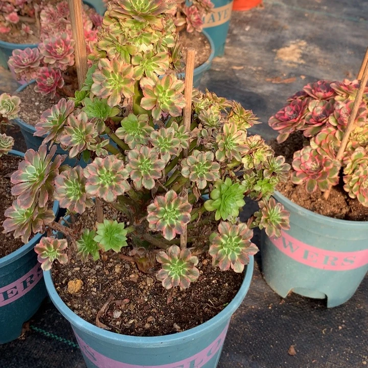 多***界1173粉黛多肉植物特价