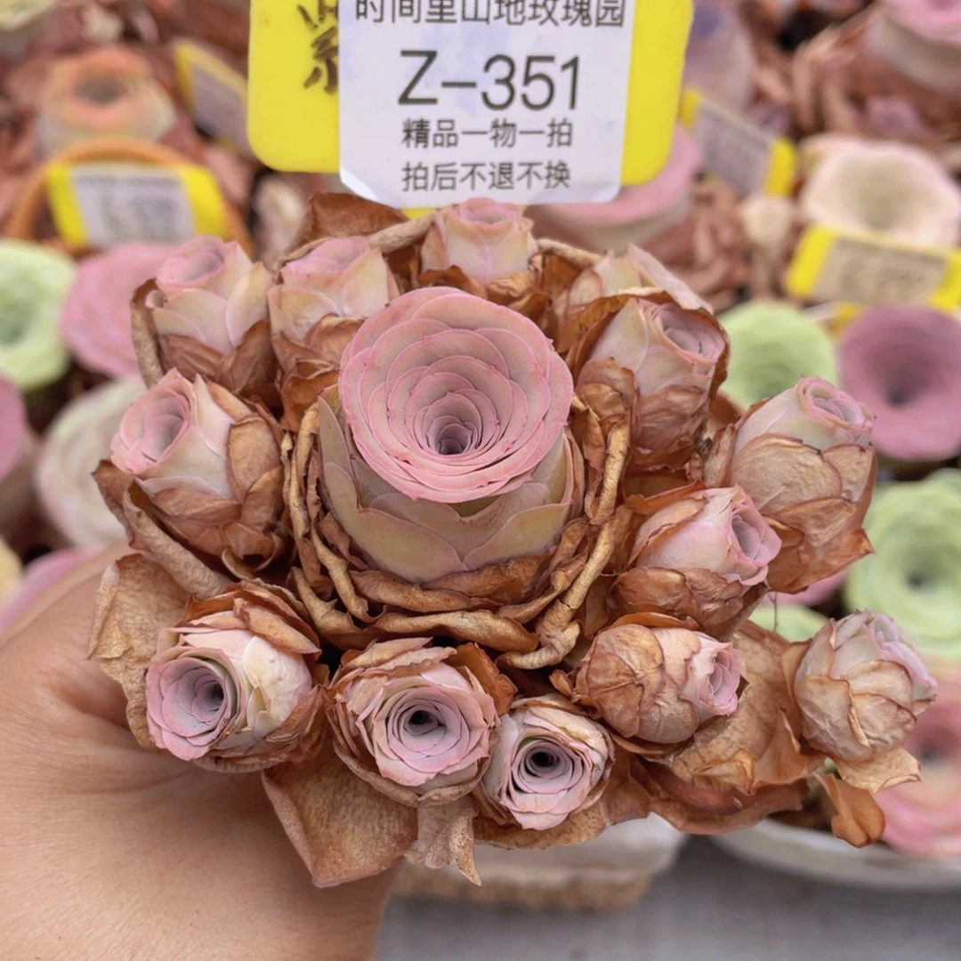 山地玫瑰Z351裸根发货不售后
