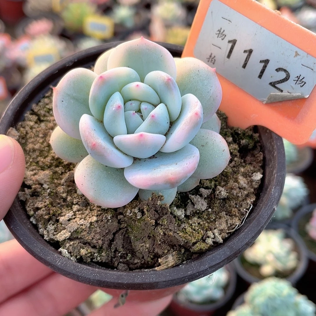 短肥梦露锦1112号