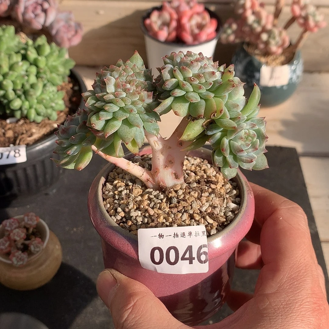 0046冰魄小树一颗9.5厘米