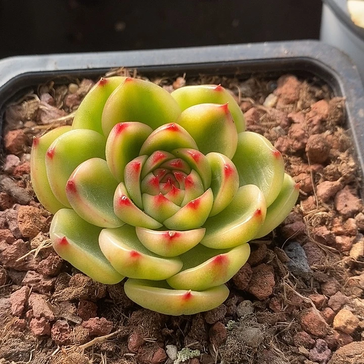 月亮石腹轮白锦多肉植物