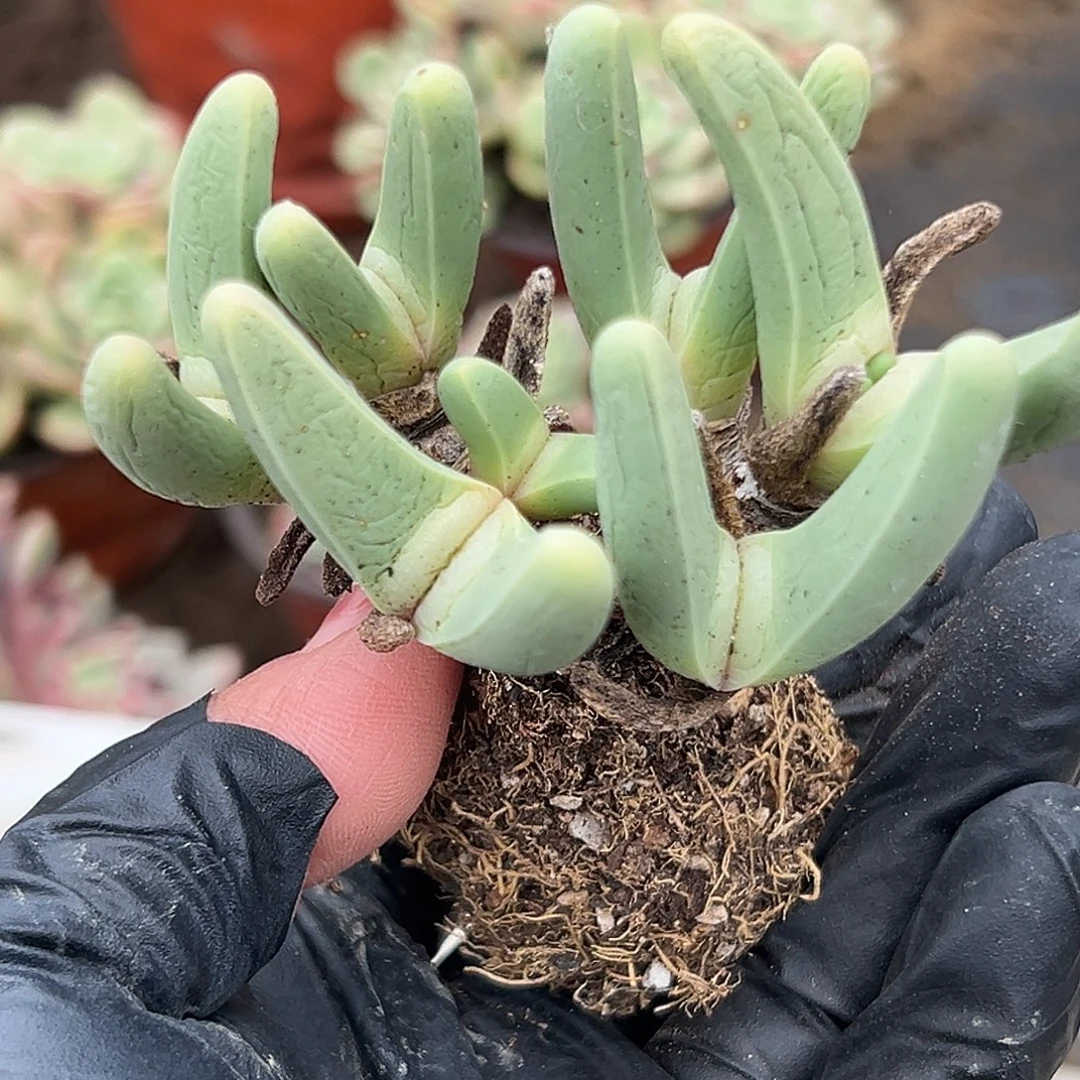 加***2多肉植物多肉植物