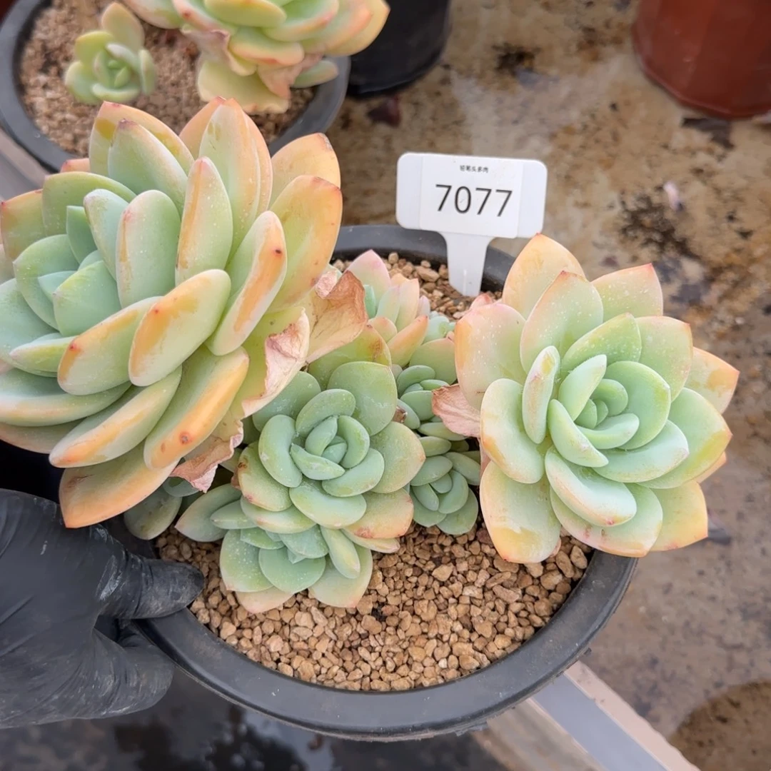 非***菲7077。      柚子茶