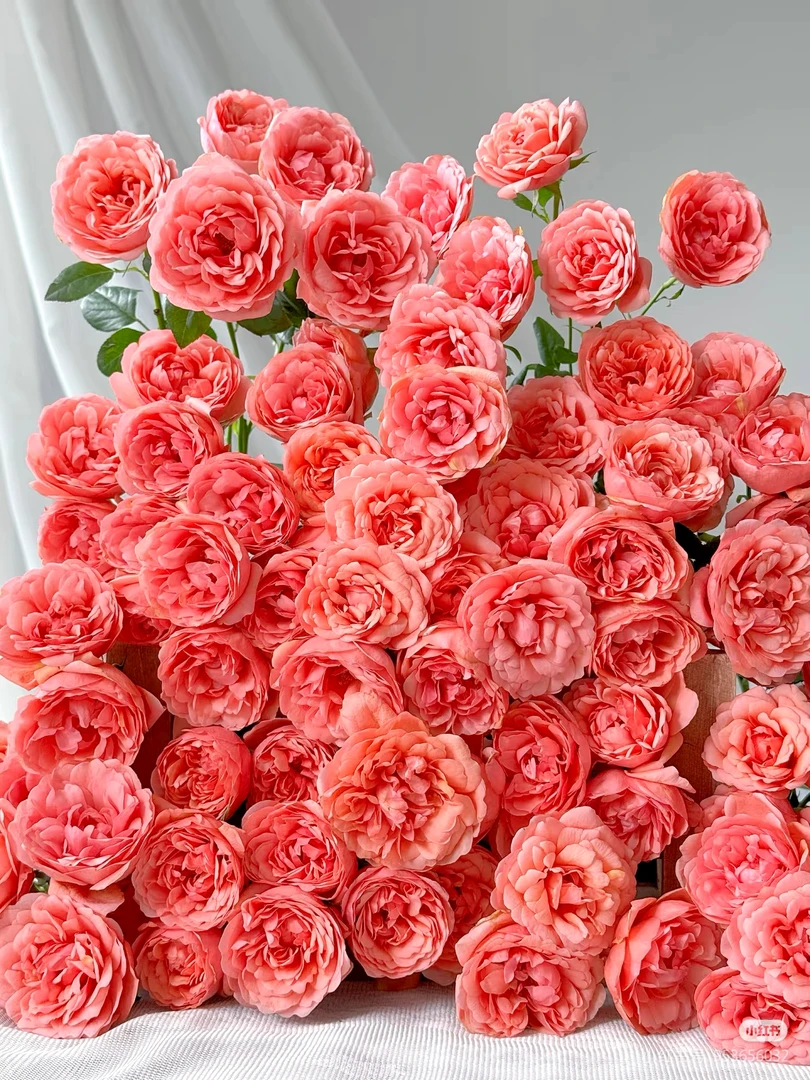 A级果汁阳台10支