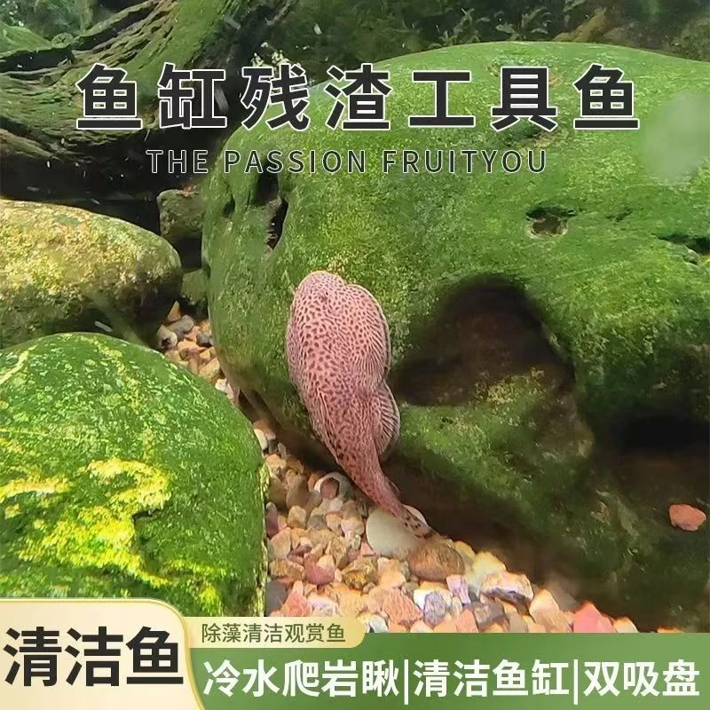 贵州爬岩鳅琵琶鱼冷水清道夫活体鱼除藻清洁原生鱼
